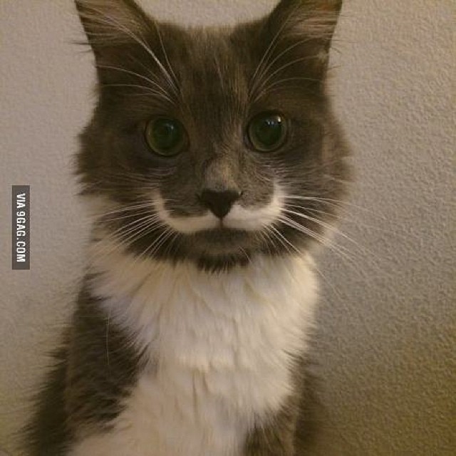 9gag:  Best mustache ever! 