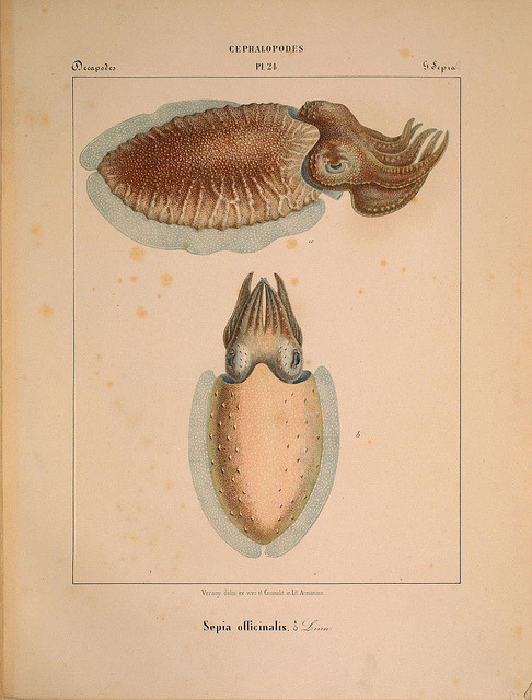 ooksaidthelibrarian:  n206_w1150 by BioDivLibrary on Flickr. Via Flickr: Mollusques