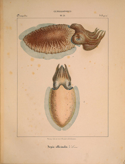 XXX ooksaidthelibrarian:  n206_w1150 by BioDivLibrary photo