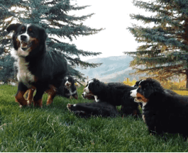 Bernese Mountain Dog And Her Pups 🐾🌾