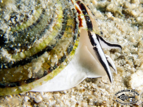 ainawgsd:    Architectonica perspectiva, common name the clear or perspective sundial shell, is a species of sea snail, a marine gastropod mollusk in the family Architectonicidae, which are known as the staircase shells or sundials.  The snail is common