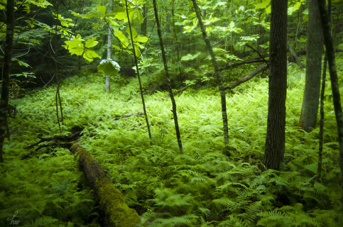 frolicingintheforest: Ferns for miles! &lt;3