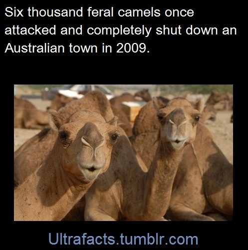 ultrafacts:  Source  Follow Ultrafacts for more facts 