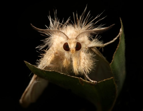 Tussock Moth (Pida cf. apicalis, Lymantriinae, Erebidae)