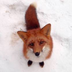 everythingfox:  🦊💕Woody the Fox
