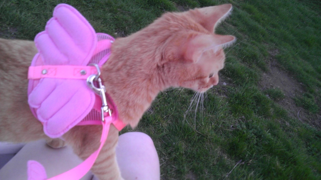 the-littles-palace:  Bad day? Put fairy wings on your pet, and take them for a walk.