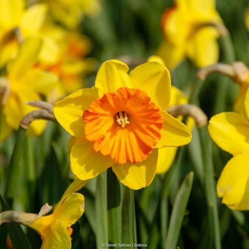 Daffodil, from back in March. #spring #springblooms #daffodils #daffodil #flowers #flower #flowerpor