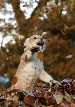 zanpyr:  nubbsgalore:  photos by anderw milligan of an eleven week old cub playing in a pile of autumn leaves at the blair drummond safari park in stirling  worst-paladin-ever