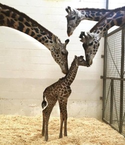 Giraffe baby getting all the lovin&rsquo; tonight! Lol