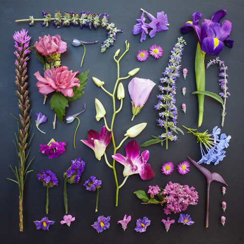 twloha:  There’s a lot to take away from Emily Blincoe’s photo series “The Garden Collection” — the beauty of order, the many colors that surround us, the unique complexity of everything in nature … But more than anything, these images