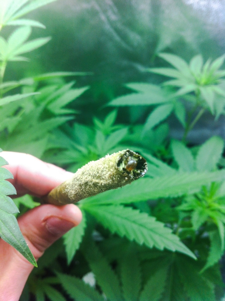 the-stoner-sage:  Bhomb blunt.