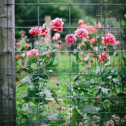 Poppies bloomingBabesofboyland@in