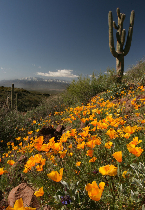 americasgreatoutdoors:Wildflowers carpet the hillside at Gila Box Riparian National Conservation Are