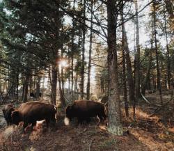 allthetreesofthefield:Dat bison.  Dat bison