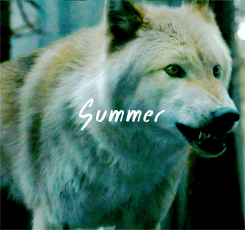 dreamofspring: got meme | ½ Creatures ◦ Direwolves Their voices echoed through the yards and halls until the castle rang  and it seemed as though some very pack of direwolves haunted Winterfell,  instead of only two… two where they had once been