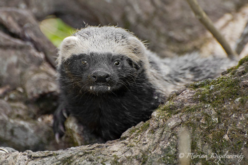 The Lesser Grison (Galictis Cuja) Is A Species Of Mustelid From South America. Lesser Grisons Have A