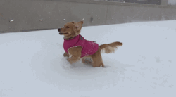 yrbff:  This is Winnie. She loves the snow. 