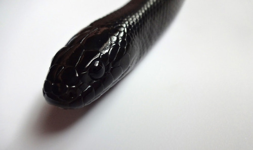 crispysnakes:Taking pictures of some of my porn pictures
