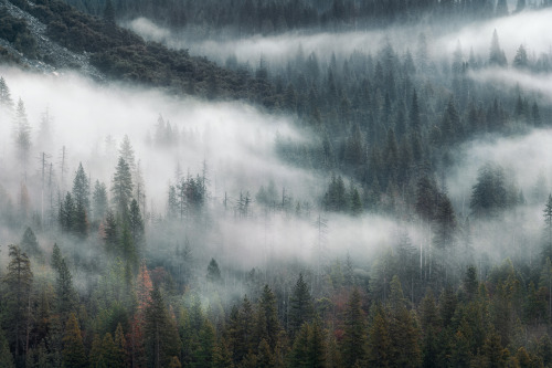 Yosemite Valley. Morning Fog Will Keep Dreams In Suspension. 