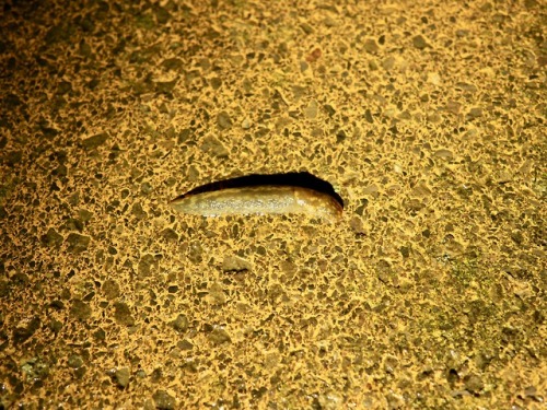 #365daysofbiking Rather sluggish:
March 6th - Returning home, I called in at the off licence on the High Street for a treat or two. It had been a long day. Leaving the shop, I nearly trod on this slug, who was clearly travelling somewhere with some...
