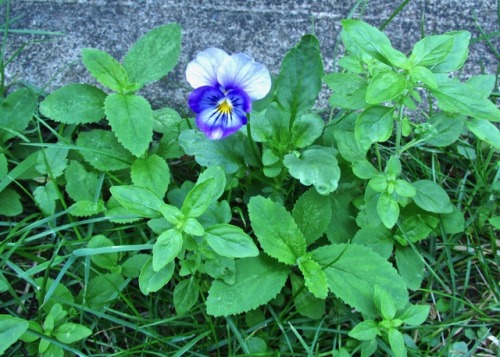 Pansy, Lobelia inflata, and American pennyroyal (Hedeoma) coming up along the patio.This is what my 