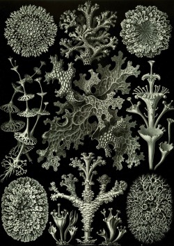 Ernst Haeckel, Kunstformen Der Natur : Art Forms Of Nature (Lithographic And Autotype