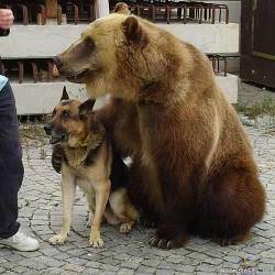 ukrayinski:  000000000fantasy:  just a pic of 2 dogs hanging out   what a friendly, big dog 