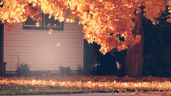 aledreamproductions:  Otoño <3 we-used-tobe-inseparable 