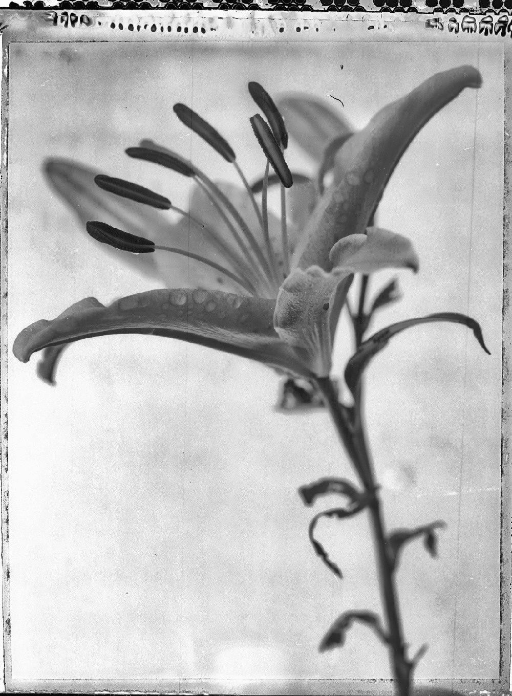 the lily
polaroid 55, 4x5 film, scanned negative