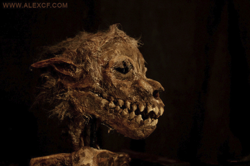 meganiane:  Infant Lycanthrope    This lycanthrope cannot be identified as a new born lycan or an infected human who gave birth to this infant. Regardless it was born Lycan, yet suffered some degree of malformation of the lungs. The specimen is presented