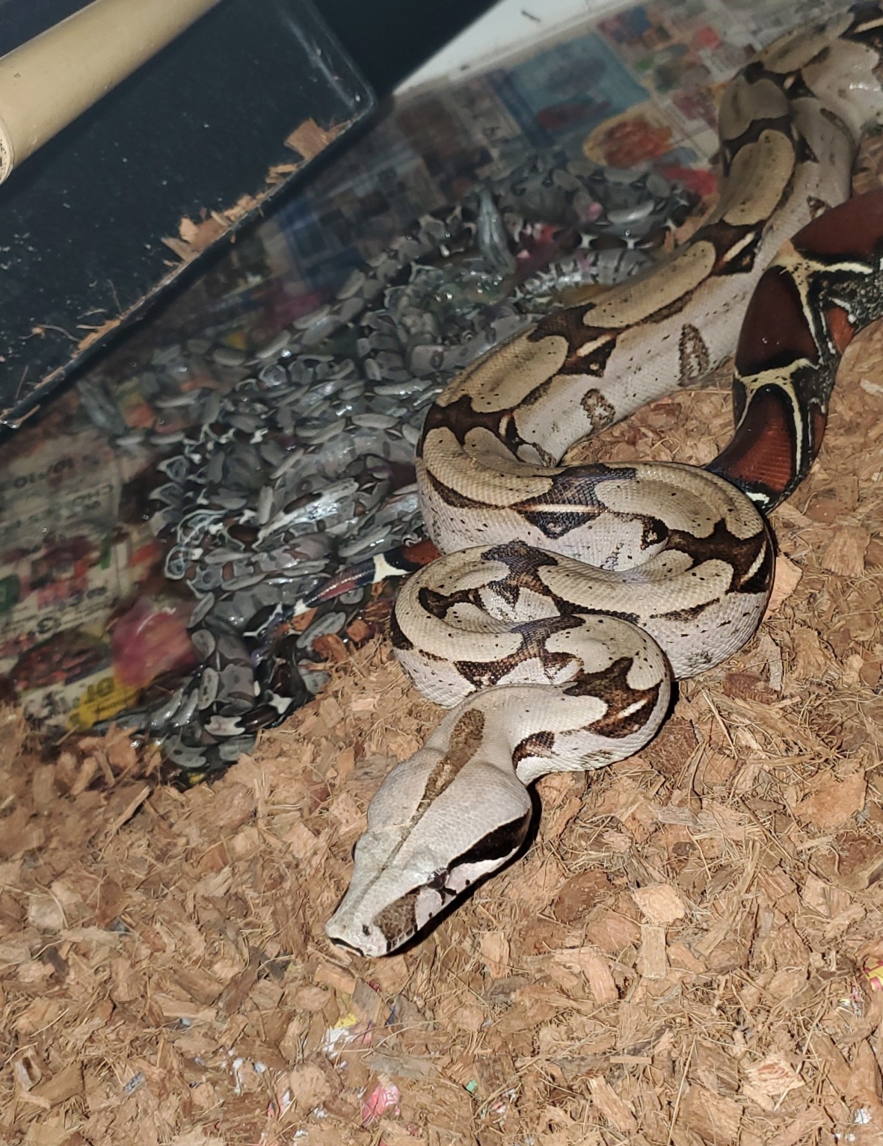 Boa c. imperator 'Nicaraguan' CB 2021 Female -nicaraguan bci