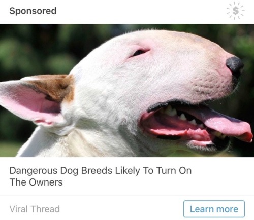 tinysaurus-rex: tinysaurus-rex:  watch out your bull terrier might MURDER YOU  For those that don’t know, bull terriers are BABIES and this ad is ridiculous  most dogs are lovely, and the ones that aren’t are usually bad because their owners mistreated