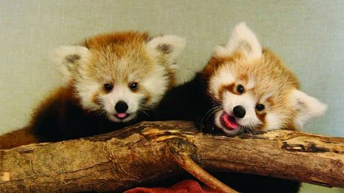 yeah-thats-not-it:Red panda blep is the best kind of blep