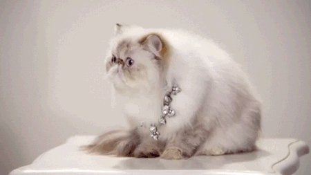 catsdogsblog:  More GIFs http://catsdogsblog.com/
