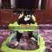 cat-memes-only: