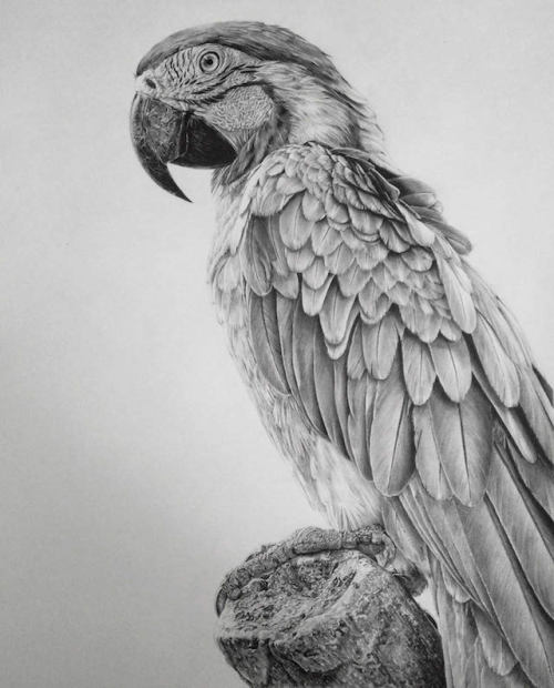 asylum-art-2:Realistic Pencil Portraits Drawings by Monica LeeRealistic Pencil Portraits DrawingsMal