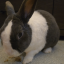mjbunnyluv