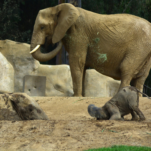 Zuli slowly descends into the mud pit