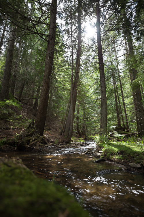 get-lost-in-the-trees:  lobo-de-luna:  5-5-15   Explore The World