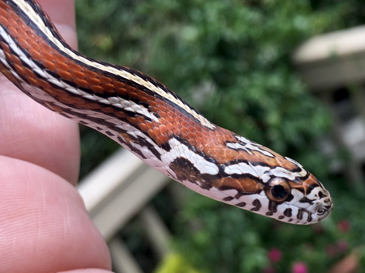 sunfish-exotics: Not much better than a line bred locality cornsnake, add in tessera