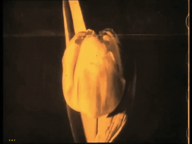 nobrashfestivity: Percy Smith, Birth of a Flower, 1910  my gifs 