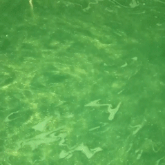 snotstim:✧✧ ⁞ golden wonder/sunnyside lush bath!