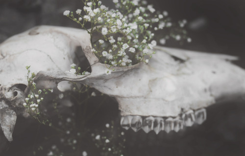 dylancpearce:  life and death. I initially shot this concept with fake flowers, but I hated how it l