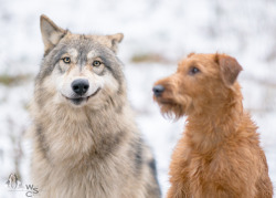 wolfscience:  Etu and Freya. Look, how big