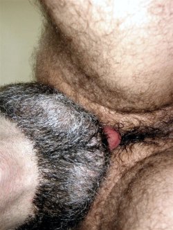 hairyblokes:  Lots of Hairy Blokes, Bears and Daddies. (submissions welcome, all only over 18 please) Follow me at Hairy Blokes. 