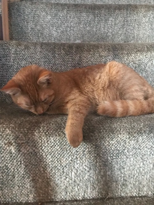 flannelwearinglezzy:Happy caturday from this stair guard. They only way through is pats lol @