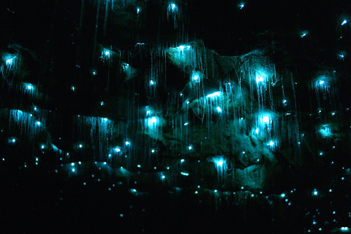 nubbsgalore:the waitomo limestone caves on new zealand’s northern island are home to an endemic spec