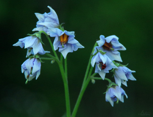 frolicingintheforest:Potato flowers are actually quite pretty &lt;3