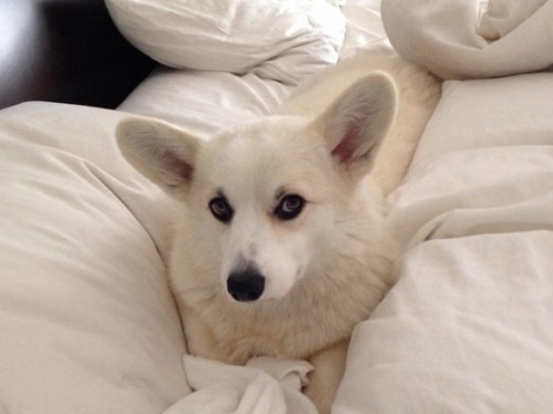 souljaboyemoji:doujinshi:if this isn’t the most powerful dog you’ve ever seeni am in love wit dis pu