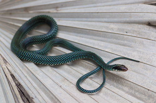 XXX snake-lovers:  Speckled Racer (Drymobius photo